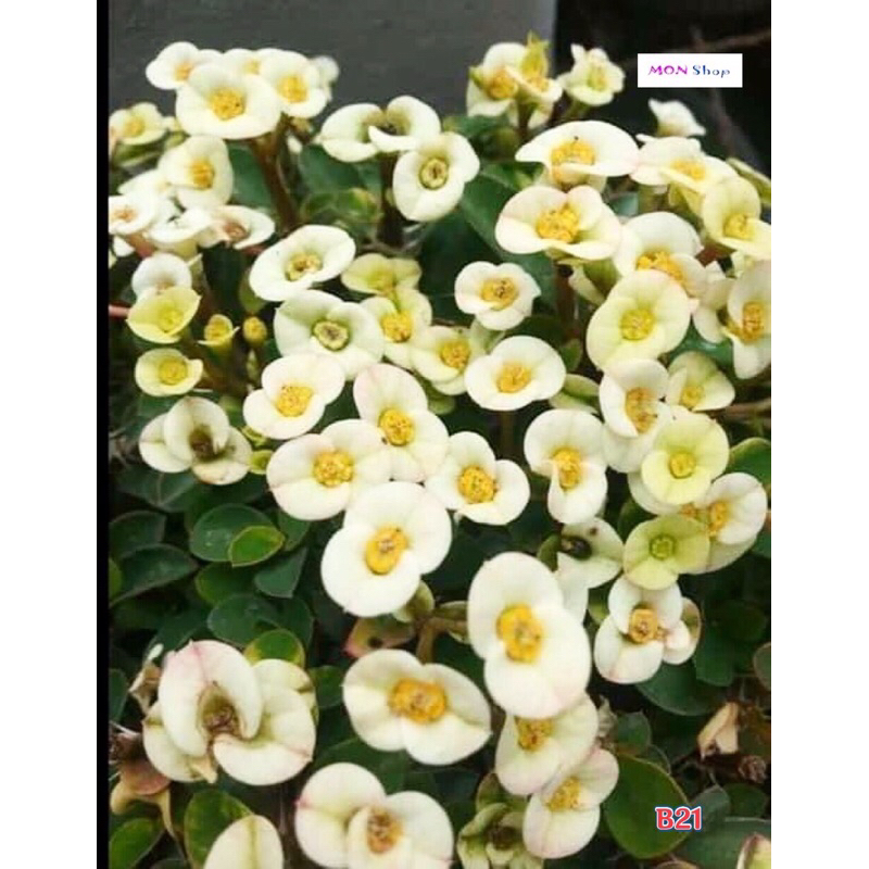 Xương rồng bát tiên mini hoa trắng dễ trồng siêng hoa