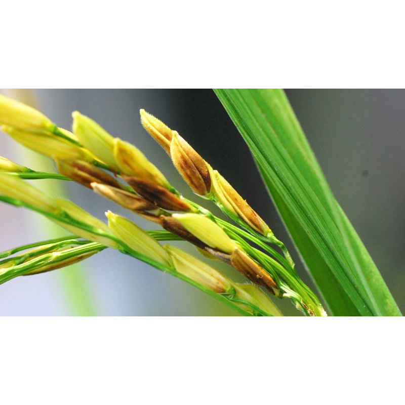 Tilt super 300EC Syngenta .