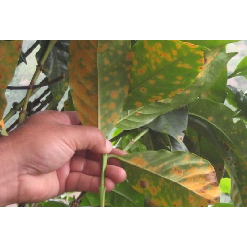 Tilt super 300EC Syngenta .