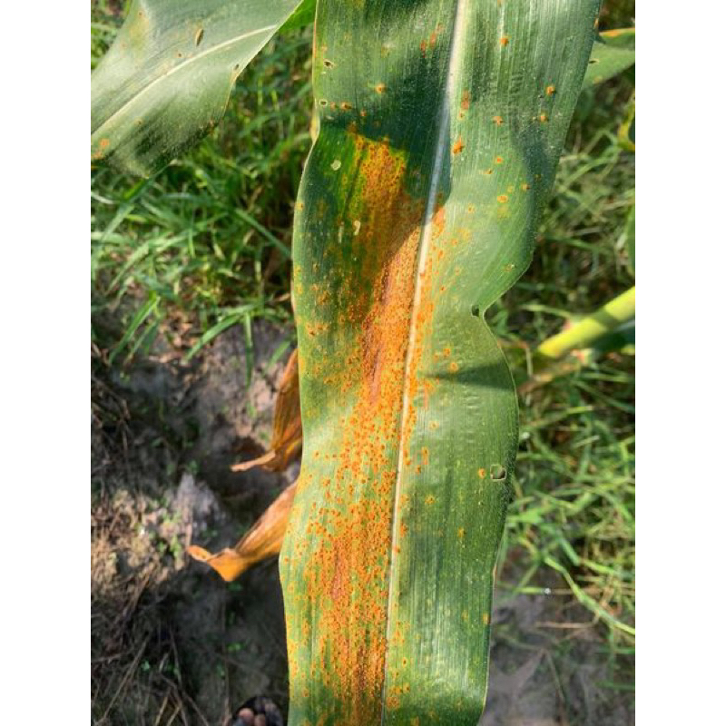 Tilt super 300EC Syngenta .