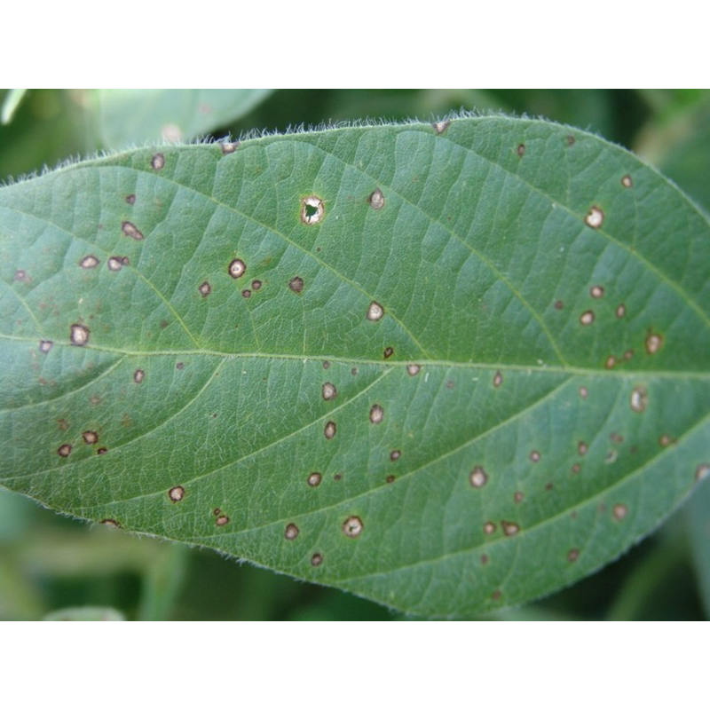 Tilt super 300EC Syngenta .