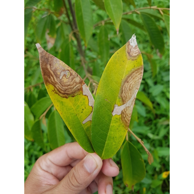 Tilt super 300EC Syngenta .