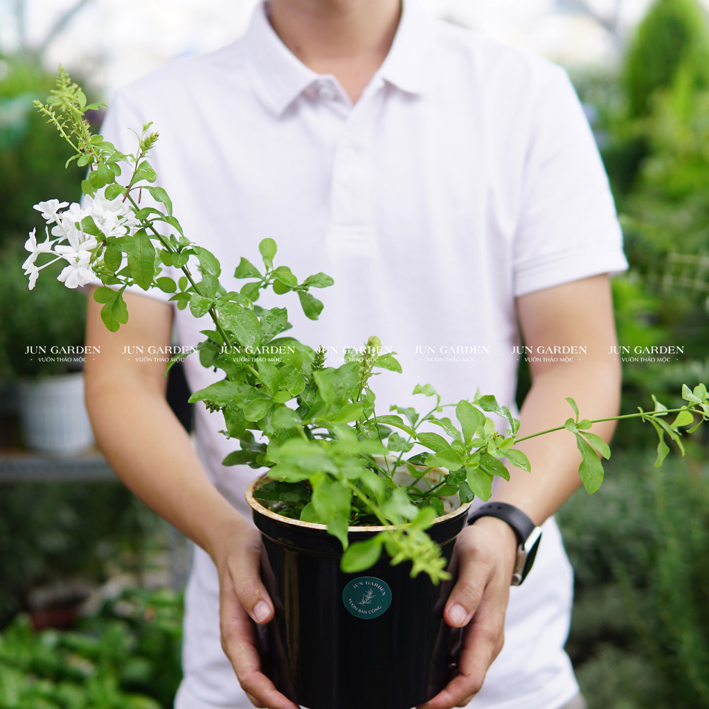 [Hoả Tốc] Cây Hoa Bạch Xà, Đuôi Công Trắng, Cây Hoa Trồng Trang Trí Ban Công Đẹp | Đã Thay Chậu - Jun Garden Premium