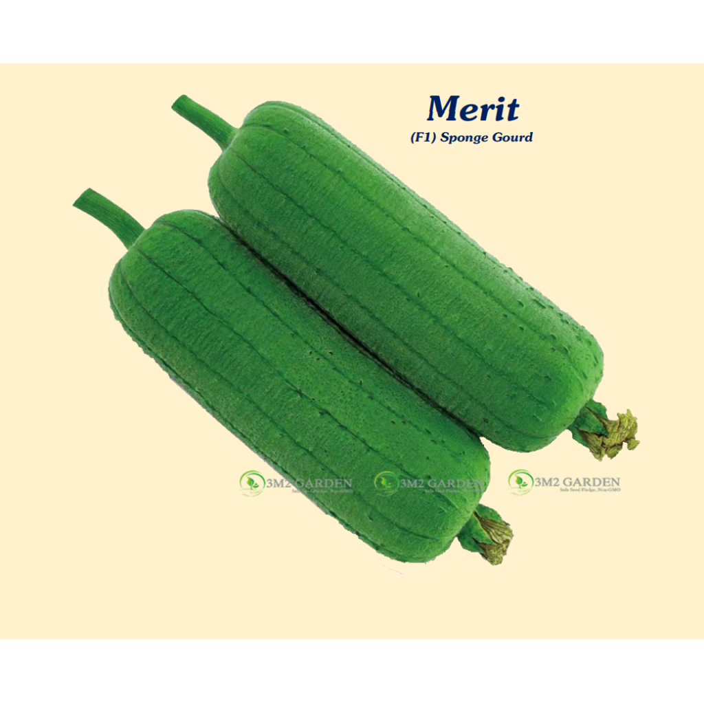 Gói 6 hạt Hạt giống mướp béo Merit mướp ngọt Đài Loan giống năng suất