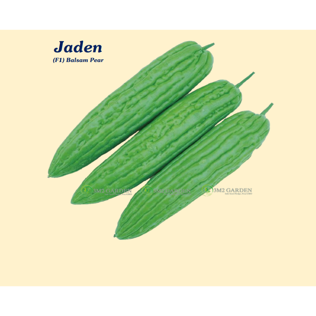 Gói 6 Hạt Khổ qua mướp đắng xanh Jaden