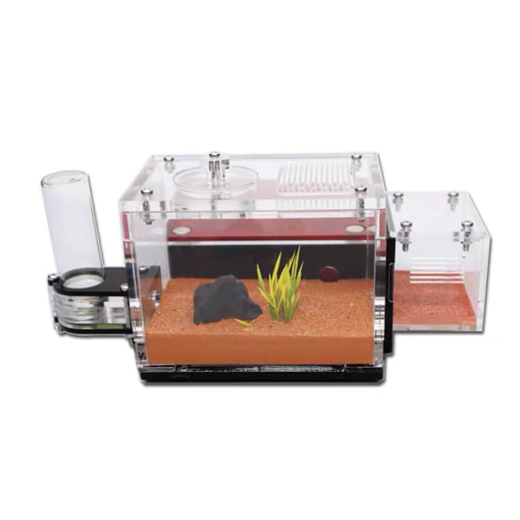 Tank đất đỏ nuôi kiến size S nhập khẩu