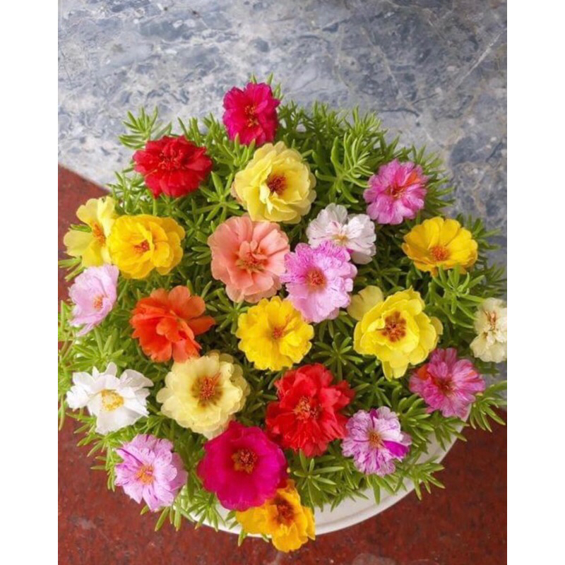 HOA mười giờ kép mỹ(1 bó)