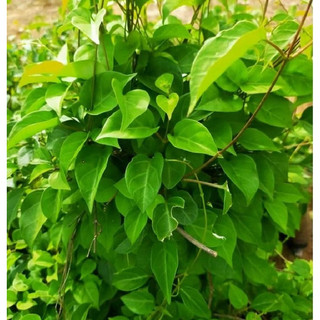 Chậu cây lá giang sum suê