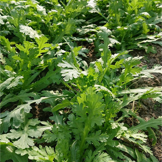 Hạt Giống Rau Tần Ô gói 10gram - Dễ trồng, nhanh thu hoạch