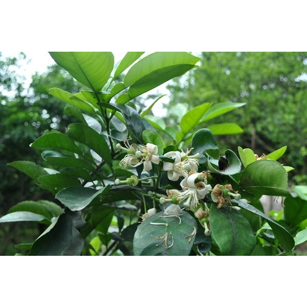 Lá Bưởi Tươi Dùng X.ông  tắm,  gội đầu - Ship hỏa tốc - Lá xanh tươi