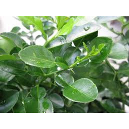 Lá Bưởi Tươi Dùng X.ông  tắm,  gội đầu - Ship hỏa tốc - Lá xanh tươi