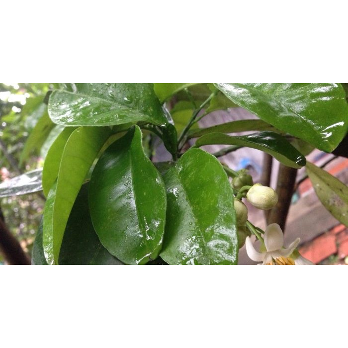 Lá Bưởi Tươi Dùng X.ông  tắm,  gội đầu - Ship hỏa tốc - Lá xanh tươi