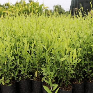 Cây giống cúc tần ấn độ - cây khỏe -dễ trồng
