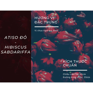 ATISO ĐỎ| HIBISCUS
