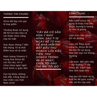 ATISO ĐỎ| HIBISCUS
