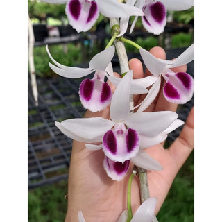 phi điệp nù thác khói mắt đỏ