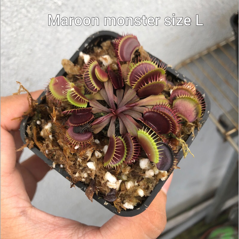 Cây bẫy kẹp-cây bắt mồi-cây ăn thịt-venus flytrap các loại-trồng terrarium