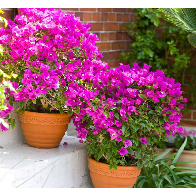 Phân bón hoa giấy