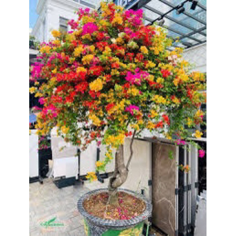 Phân bón hoa giấy