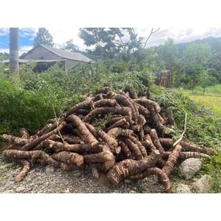 CỦ BẠC HÀ NÚI 1kg