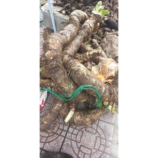 CỦ BẠC HÀ NÚI 1kg