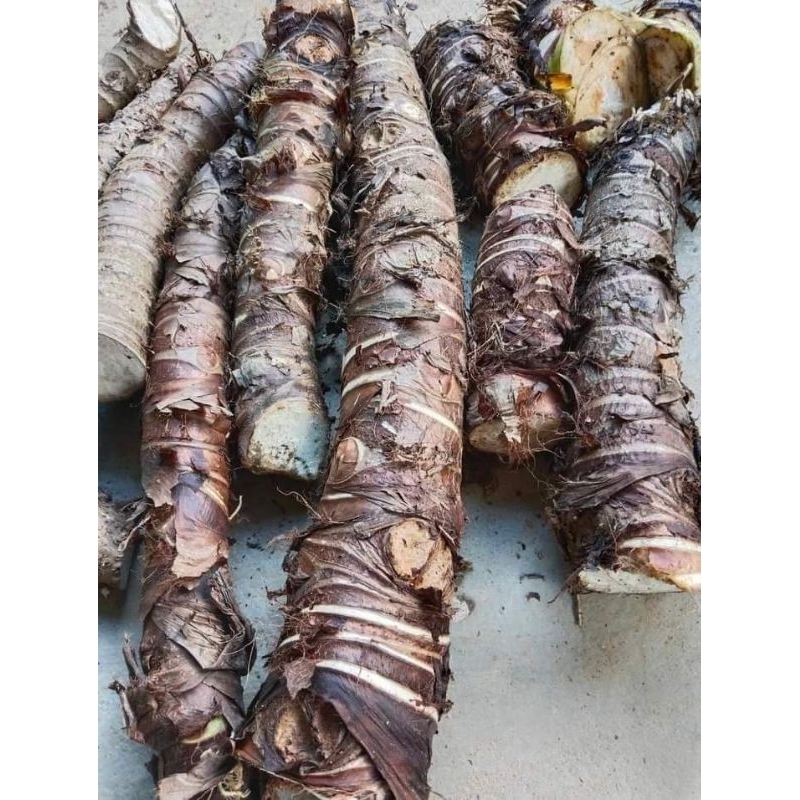 CỦ BẠC HÀ NÚI 1kg