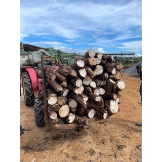 CỦ BẠC HÀ NÚI 1kg