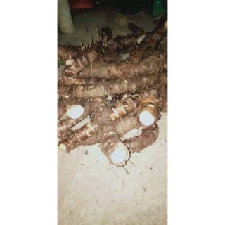 CỦ BẠC HÀ NÚI 1kg