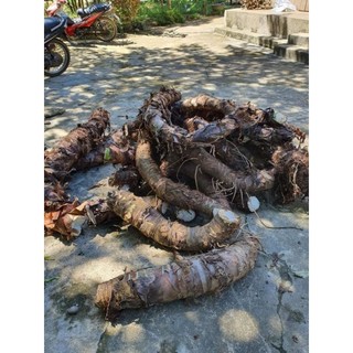 CỦ BẠC HÀ NÚI 1kg