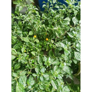 Cây giống ớt peru charapita đang ra trái - cao 30cm - ớt peru - ảnh thật 1 2 3 4