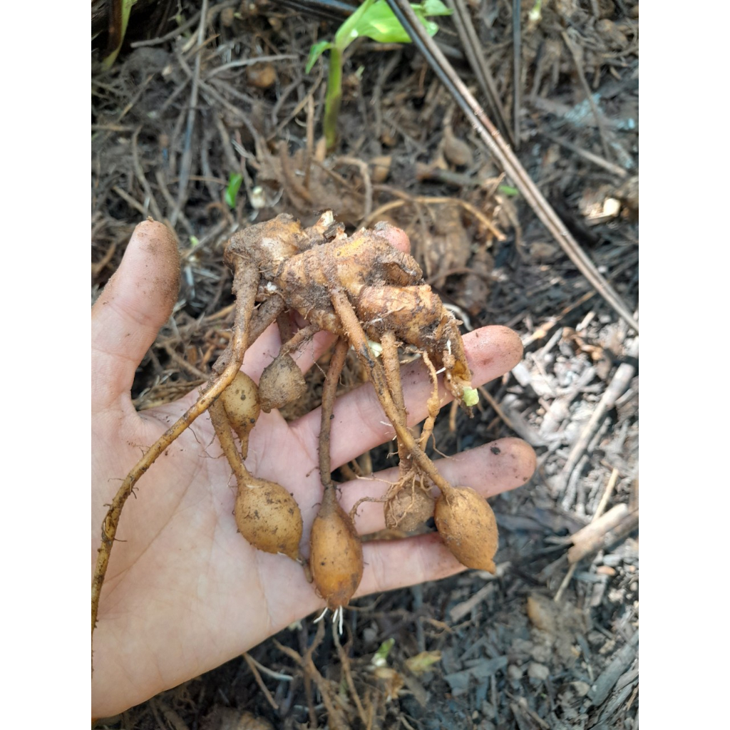 Củ Gừng Gió Tươi 1kg (còn có tên củ mai gan, gừng rừng, ngãi xanh, riềng gió)
