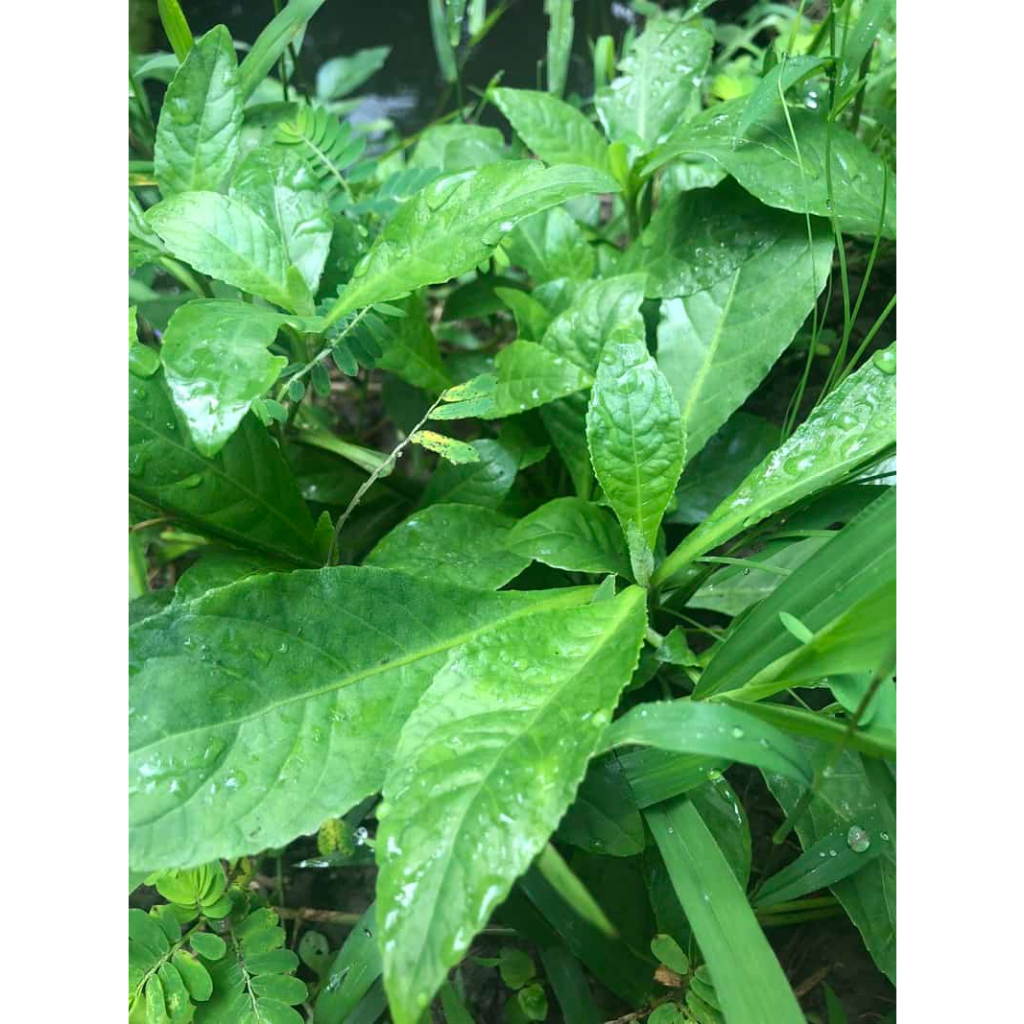 Cây Cỏ lá xoài tươi 1kg 35k