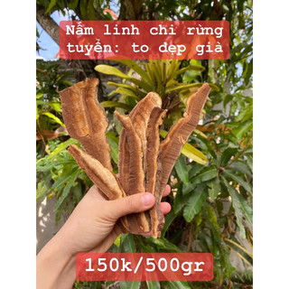 Nấm linh chi rừng thái lát VIP hàng to đều