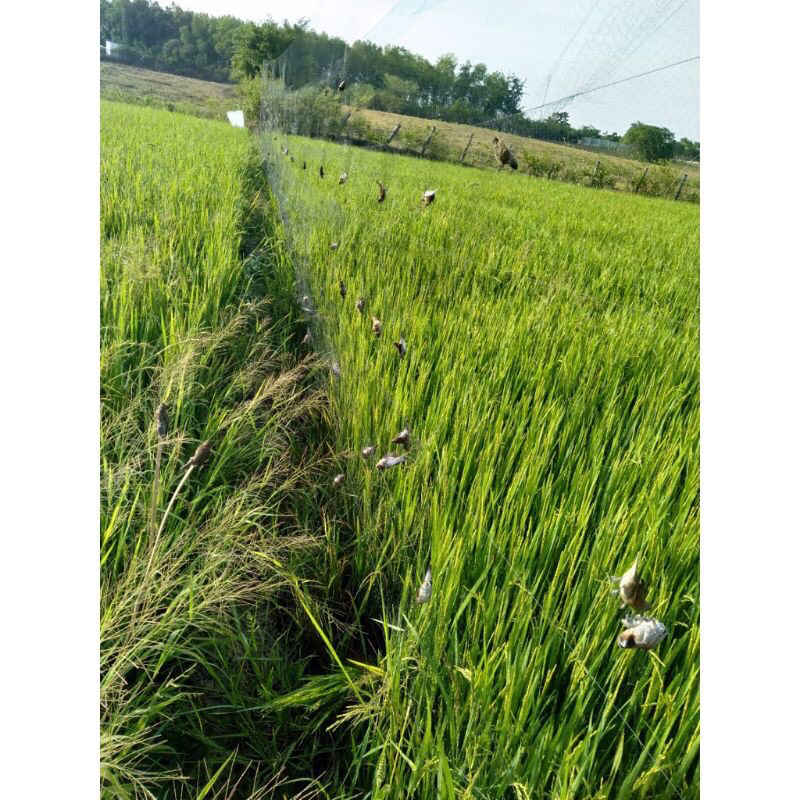 Lưỡi bẫy chim tàn hình thái Lan giá rẻ 4p 5 dây 4 túi