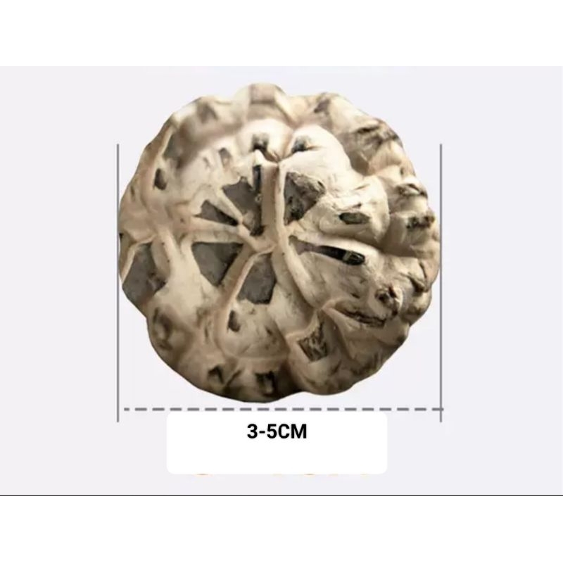 Nấm Đông Cô size đại đã bỏ chân