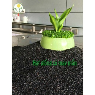2000 hạt giống cây may mắn, cỏ may mắn hạt mới nảy mầm cao