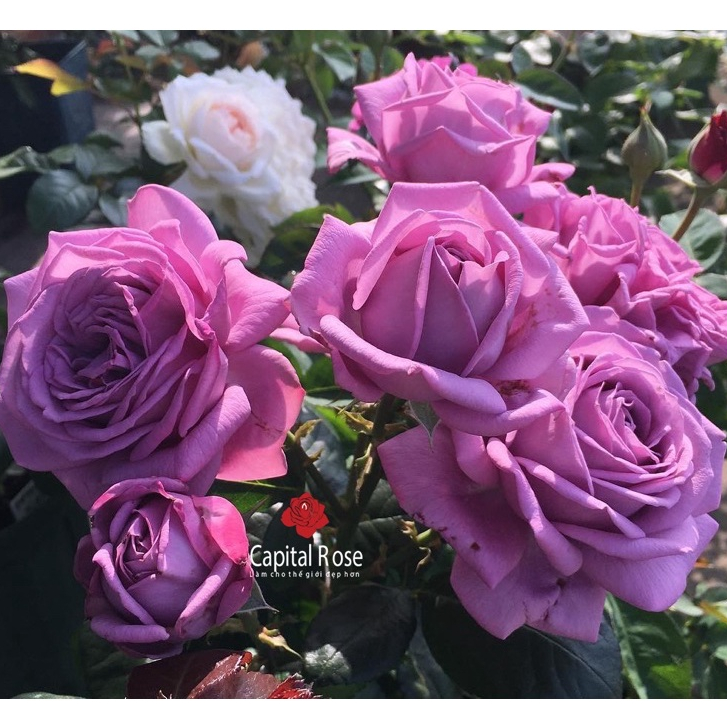 Hoa hồng Kinda blue Rose - hồng bụi, hoa to, màu tím