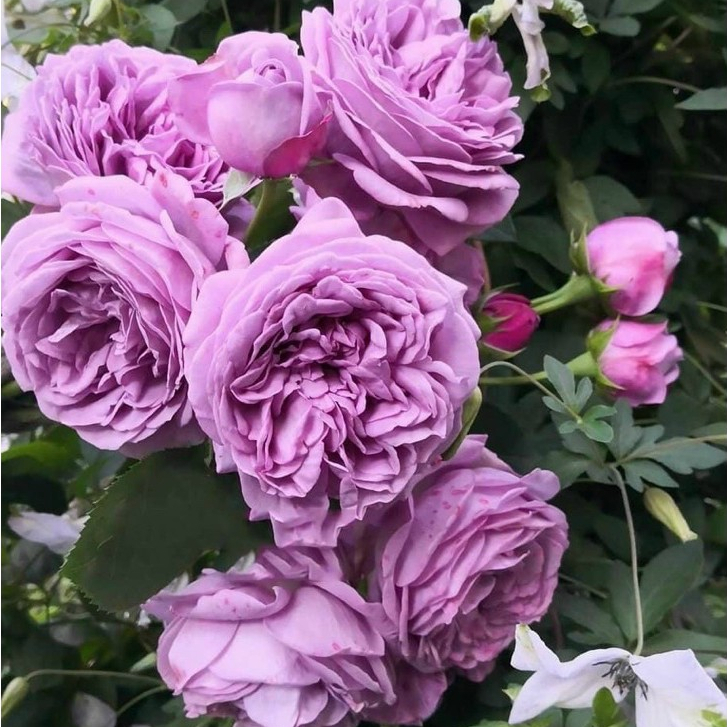 Hoa hồng Kinda blue Rose - hồng bụi, hoa to, màu tím