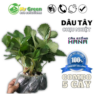 FREESHIP | Set Combo 5  | Cây Dâu Tây Giống Nhật Hana Quả To Siêu Ngọt