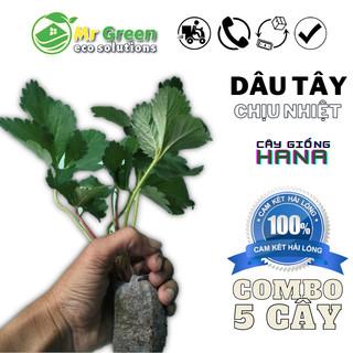 Combo 10 Bầu Lớn | Cây Dâu Tây Chịu Nhiệt Gần Cho Quả - Bầu Ổn Định Ra Quả Sau 2 Tuần
