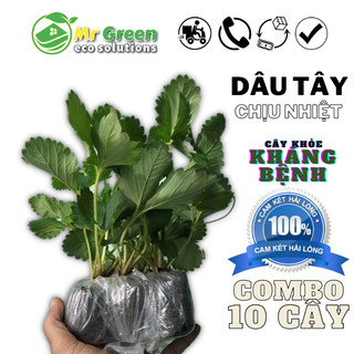 FREESHIP | Set Combo 10 | Cây Giống Dâu Tây Nhật 🍓Chịu Nhiệt Cực Tốt 🍓Mau Cho Quả