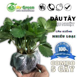 Combo 10 tặng 1 Cây Ly Lớn Dâu Tây Chịu Nhiệt Nhiều Giống Nhật Lùn, Hana, Amoua...