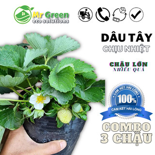 Combo 3 Chậu Dâu Tây 💥 ĐANG HOA QUẢ 💥 Như Hình Mô Tả
