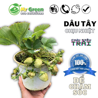 Chậu Cây Dâu Tây Nhật Hana lớn đang hoa quả như hình