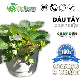 Cây Dâu Tây Chịu Nhiệt [ CHẬU ỔN ĐỊNH RẤT DỄ TRỒNG ] Đang Có Hoa Quả