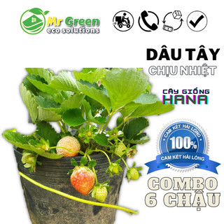 Châu Cây Dâu Tây Đang Có Hoa Quả Cây Lớn Trên 10cm