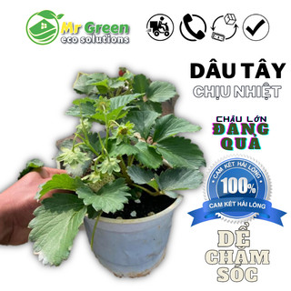 Chậu Giống Dâu Tây Nhật SaChi Lớn Đang Hoa Quả Như Hình