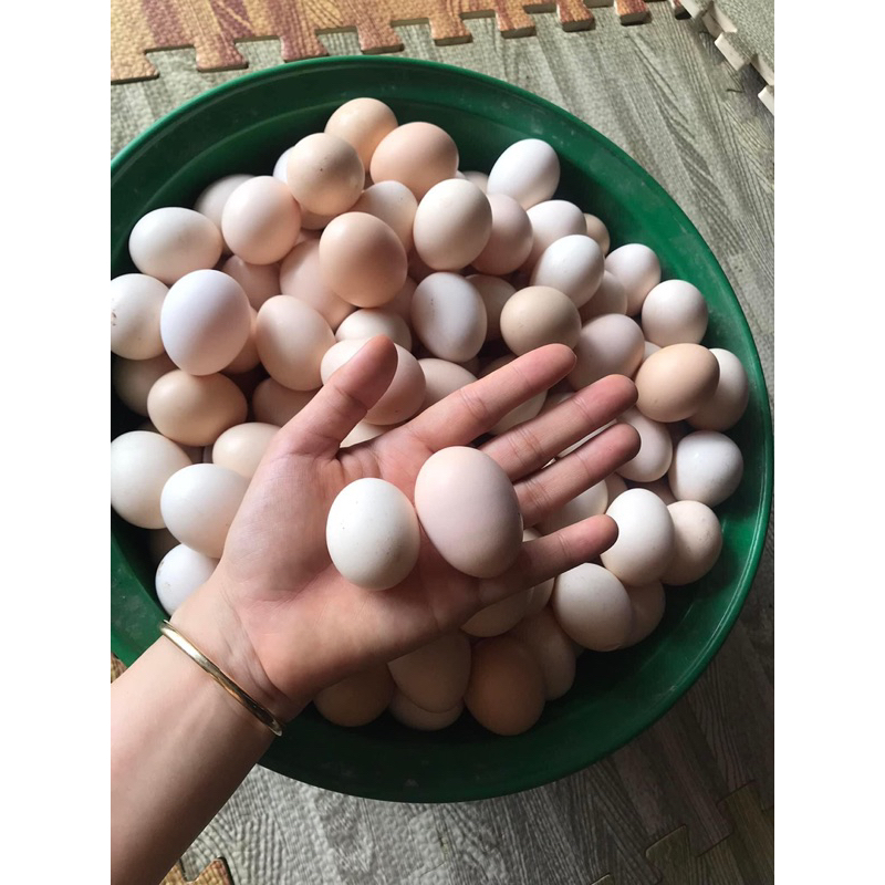 10 quả Trứng gà tre gà nhà