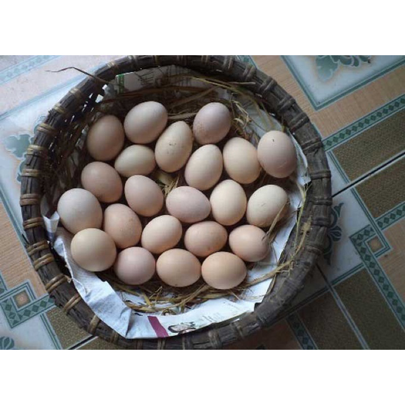 10 quả Trứng gà tre gà nhà