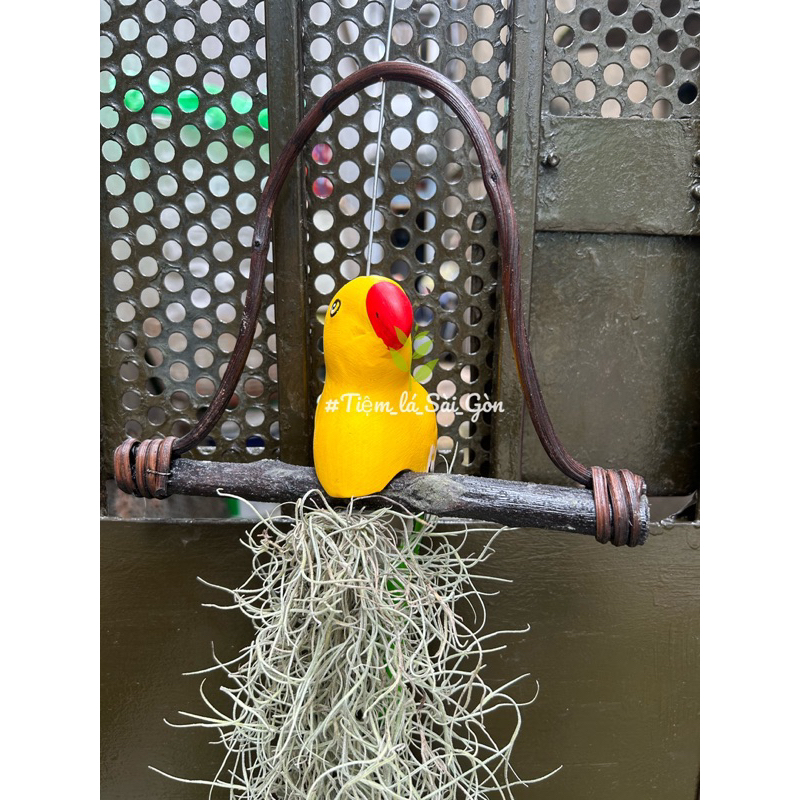 Cây không khí tóc tiên kết hợp